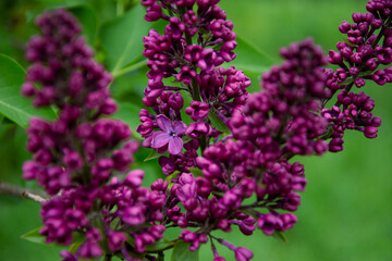Close up flowers, lilac buds