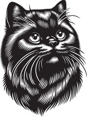 Scottish Fold Cat Cute Vector 