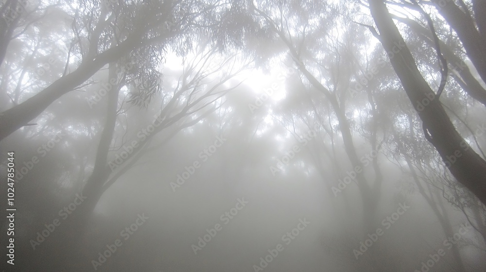 Poster a misty forest with tall trees, creating an ethereal atmosphere.
