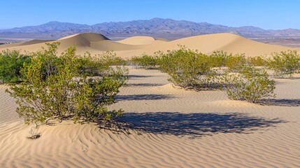 A panoramic view of the desert, with sand dunes and small bushes in the foreground, and mountains in the distance.
