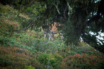 a red deer female in heather and juniper with autumn colors at a evening