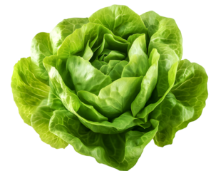 green butter lettuce Isolated on transparent background. png file