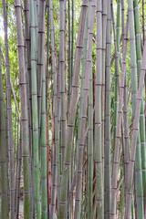 Bamboo growing from the ground. Close-up, vertical photo.