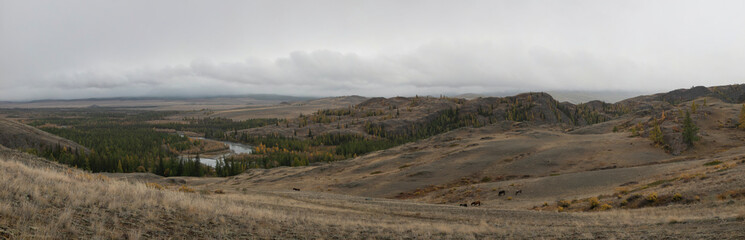 Glued high-resolution panorama of Kurai steppe in Altai. Autumn golden wide format  landscape of an endless hilly steppe covered with yellow grass. In the distance there is a forest, fog, cloudy