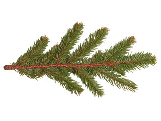 Isolated green pine tree branch for botanical design and nature projects