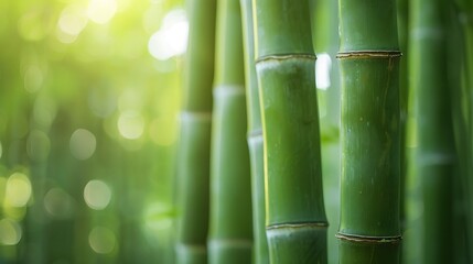 Discover the intricate details of bamboo stalks featuring rich green hues beautifully displayed in a soft-focus environment highlighting the tranquility and beauty of a lush bamboo forest