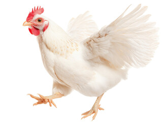 Fototapeta premium Dynamic white chicken with outstretched wings for spring-themed designs