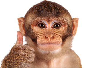 Playful monkey giving thumbs up for spring design projects