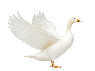 Obraz premium Graceful white goose with outstretched wings for spring-inspired designs