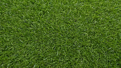 Grass background. Fresh lawn grass texture. AI generated image, ai