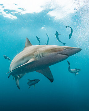 Oceanic Blacktip shark with ramora - Carcharhinus limbatus