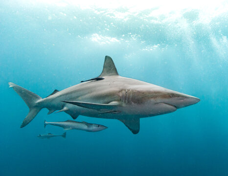Oceanic Blacktip shark - Carcharhinus limbatus