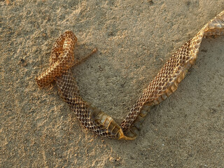 A close-up of a discarded snake skin, revealing intricate scales and a delicate pattern.