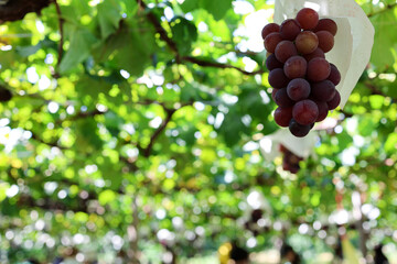 ぶどう狩り
