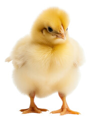 Fototapeta premium PNG Poultry animal bird livestock.
