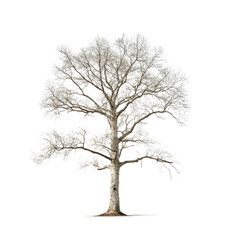 Obraz premium A solitary leafless tree stands on a white background during winters quiet stillness