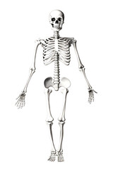 black and white illustrated skeleton, skeleton illustration black and white