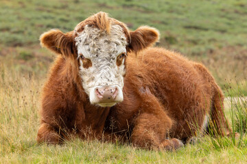 Fototapeta premium Relaxed Cow Resting in Lush Green Fields, Captured with a Close-Up of Its Fluffy Brown Coat, White Curly Face, and Calm Demeanor Against the Rural Backdrop of Rolling Meadows