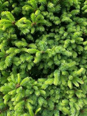  branches green spruce natural background