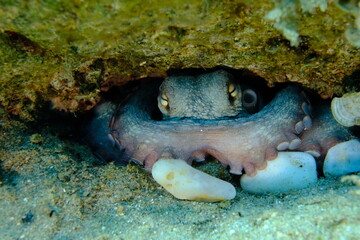 Common octopus (Octopus vulgaris) undersea, Aegean Sea, Greece, Halkidiki, Pirgos beach © Alexey