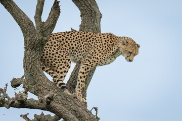 Female cheetah stands in tree staring down © Nick Dale