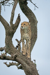 Obraz premium Female cheetah standing staring out from tree