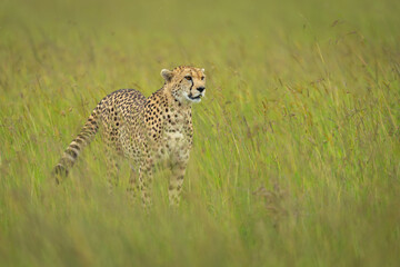 Female cheetah stands in grass with catchlight