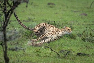 Female cheetah sprints through puddle in grass