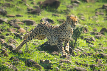 Female cheetah sprinting down slope over rocks