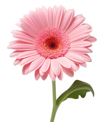 PNG Gerbera flower petal daisy.