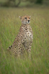 Naklejka premium Female cheetah sits in grass with catchlights