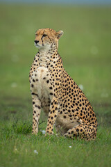 Female cheetah sits in savannah turning head