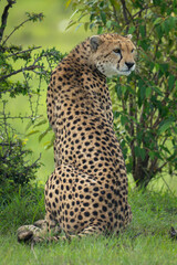 Female cheetah sits turning round in bushes