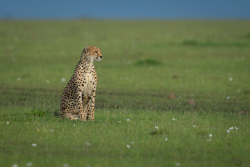 Female cheetah sat on grass turning head