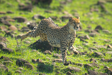 Female cheetah running down slope over rocks