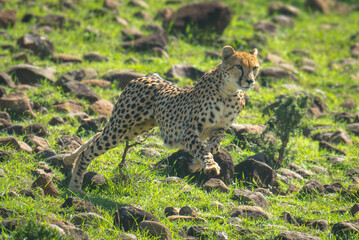 Female cheetah racing down slope over rocks