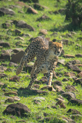 Female cheetah running over rocks down slope