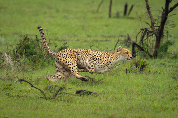Female cheetah races through puddle in grass