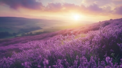 Purple heather fields stretching across the European landscape, with ample space for text