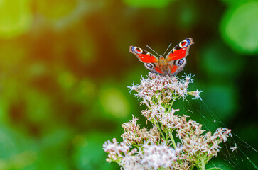 Close-up Peacock butterfly Aglais Inachis collects nectar from purple flowers. Web on a flower.
