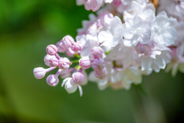 Pink lilac blooms in the Botanical garden
