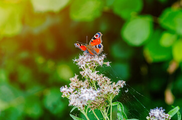 Peacock butterfly Aglais Inachis collects nectar from purple flowers. Detailed photo of butterfly.