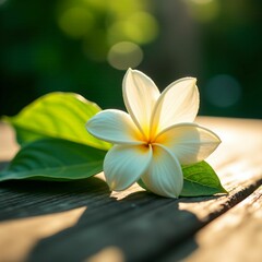 Obraz premium jasmin flower