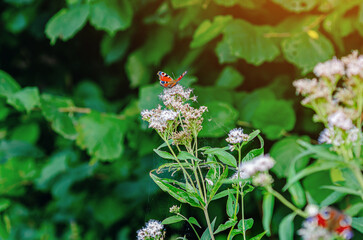 Red admiral butterfly flying from flower in sun. Purple flower with web from which butterfly flies.