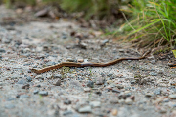 Copper lizard meanders across a dirt road