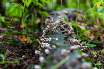 Many small mushrooms grow on a decayed log