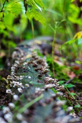Many small mushrooms grow on a decayed log