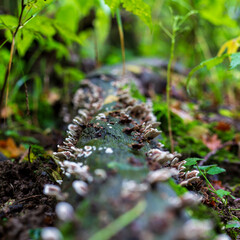Many small mushrooms grow on a decayed log