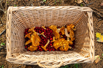 Freshly picked lingonberries and chanterelles in a basket