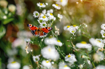 Red admiral butterfly Vanessa Atalanta with bright wings on white daisy amid floral blurred...